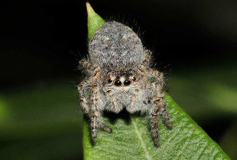Salticidae: giovane Philaeus chrysops - Sassuolo (MO)